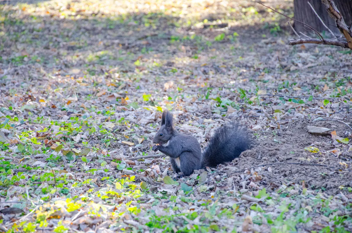 影像 DSC_2841